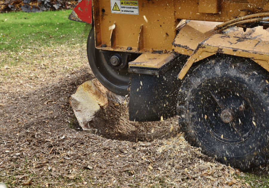 Stump Grinding Service Near Me: Adelaide's #1 Guide [2025]