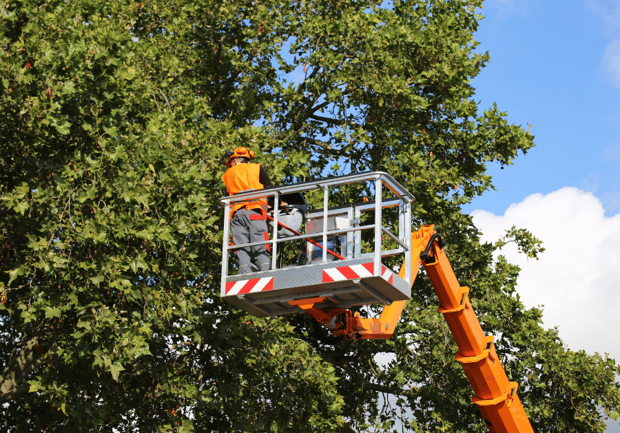 Tree Service Near Me: Your Guide to Expert Care in Australia