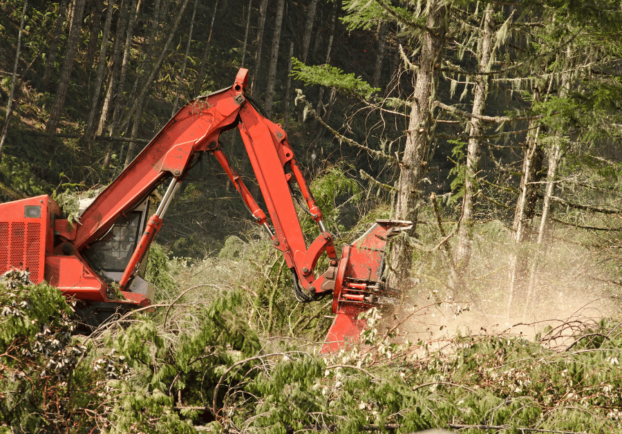Tree Feller: Your Essential Guide to Safe & Professional Tree Services in Australia