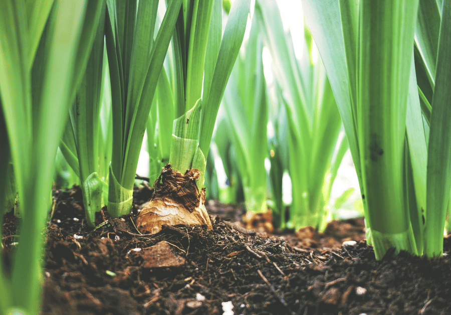 Soil Analysis Cost Australia: Your Guide to Smart Soil Testing