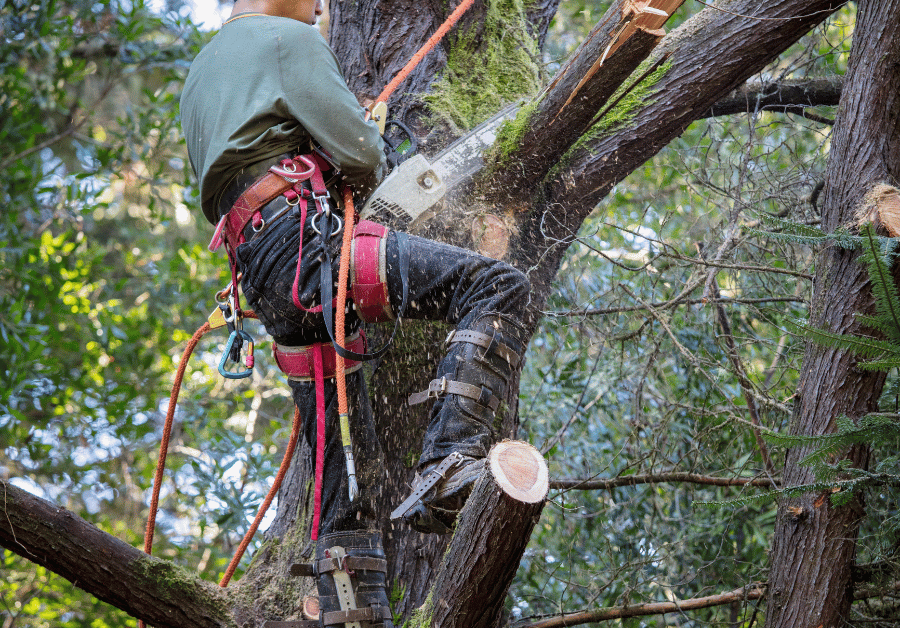 Find Local Arborists Near Me: Your Australian Guide