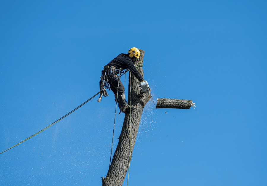 Arborist Near Me: Your Guide to Expert Tree Care in Australia