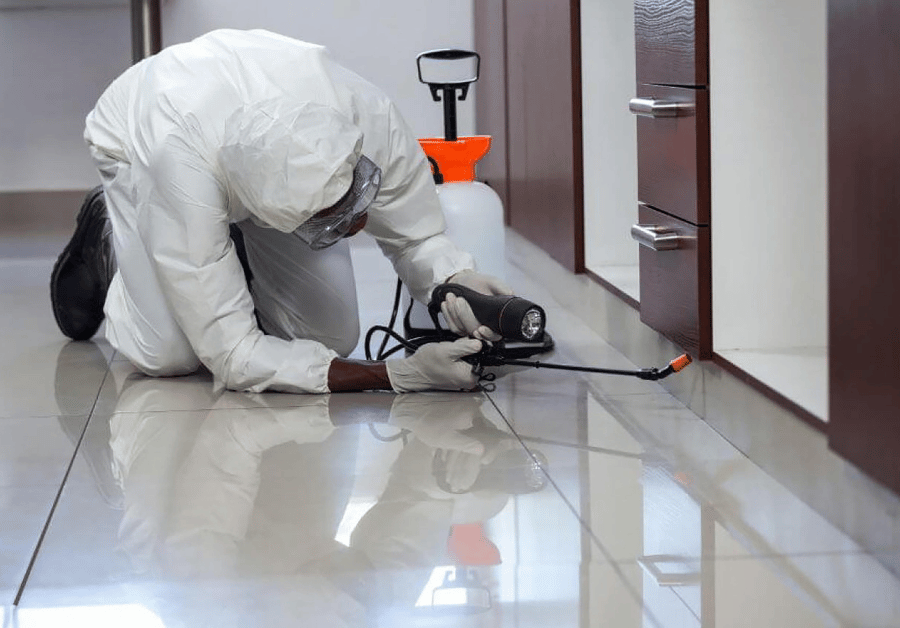 Pest Exterminators Near Me: Your Ultimate Guide for a Pest-Free Home in Australia