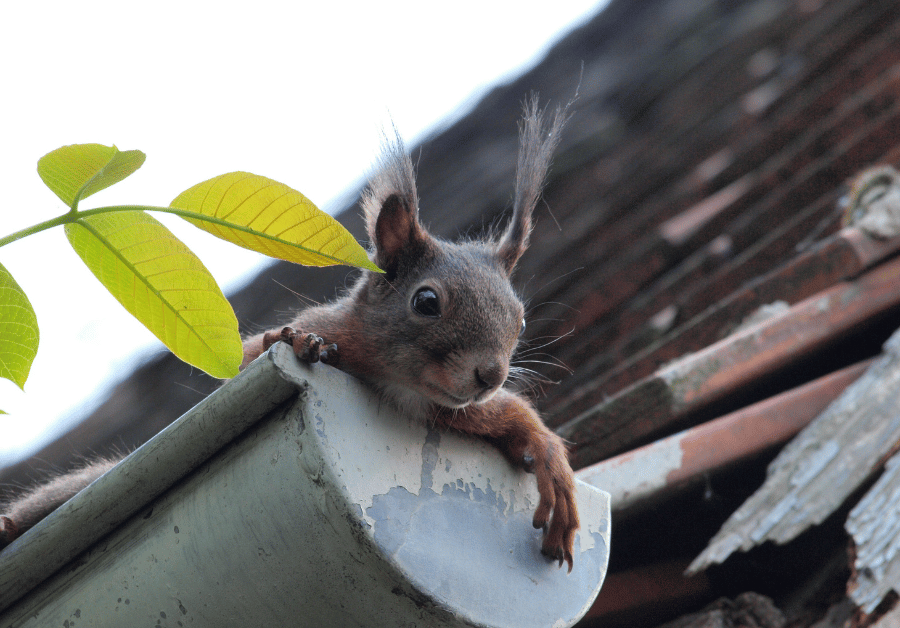 Gutter Companies Near Me: Your Ultimate AU Guide