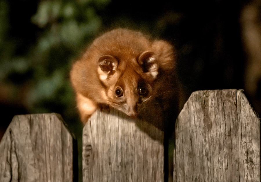 Possum Removal Near Me: Your Ultimate Guide in Australia