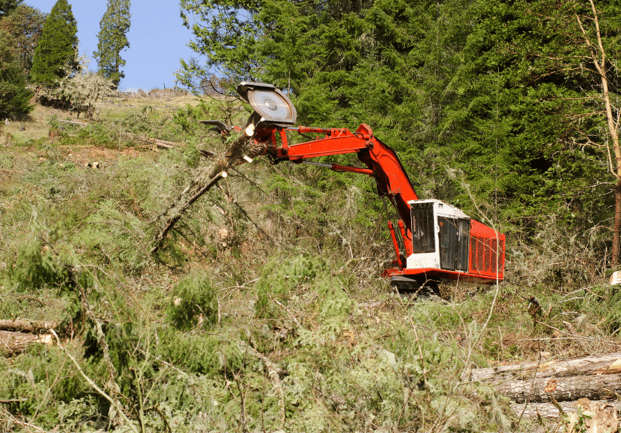 Tree Feller: Your Essential Guide to Expert Tree Services in Australia
