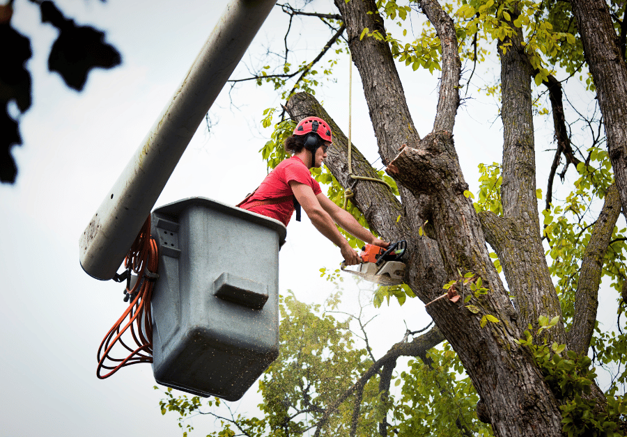 Tree Service Near Me: Your Ultimate Australian Guide
