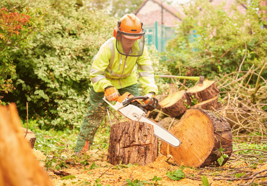 Local Arborists Near Me: Your Ultimate Guide for Aussie Homes