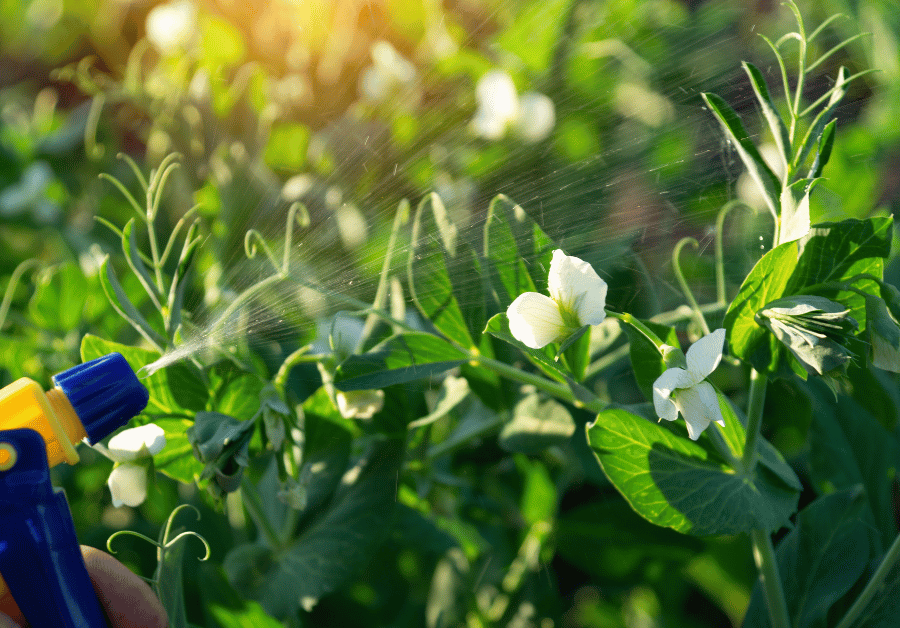 Pest Management Near Me: Your Ultimate Australian Guide