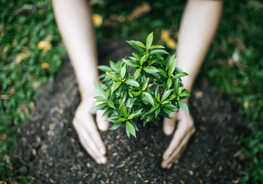 Gardener Near Me: Your Ultimate Guide to Local Garden Care in Australia