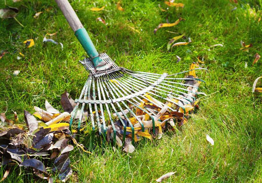 Garden Clean Up Service Near Me: Reclaim Your Aussie Oasis!