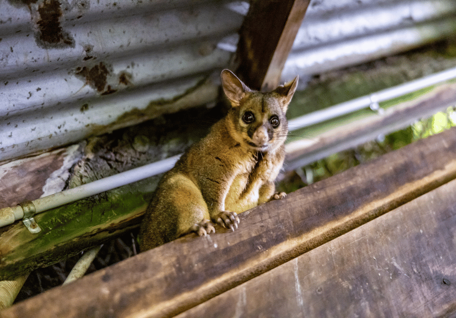 Possum Removal Near Me: Your Australian Guide to Humane Solutions