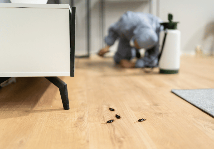 Pest Control Near Me: Find Trusted Adelaide Experts