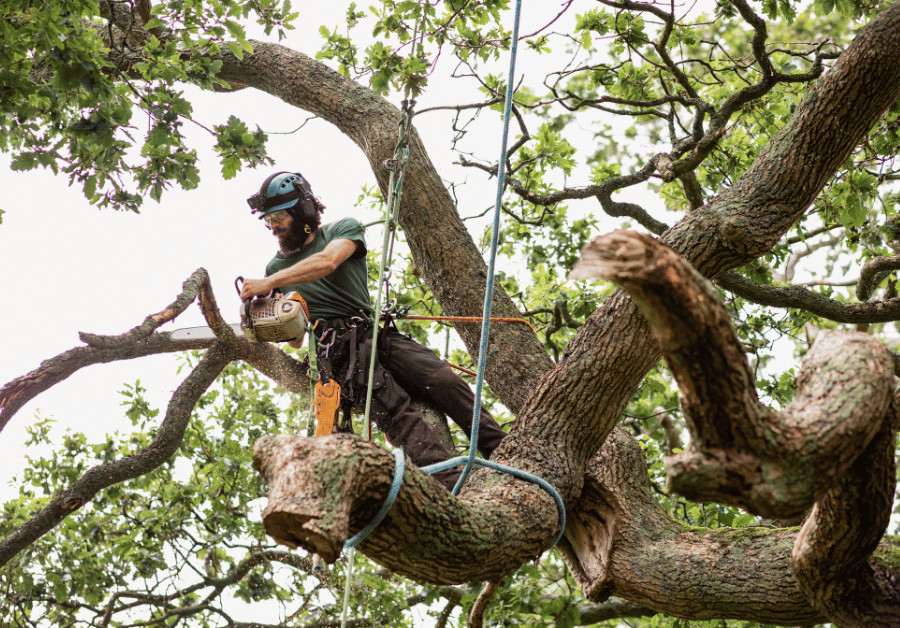 Arborist Near Me: Find Top Adelaide Tree Services & Removal